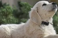 Abby AKC, a female English Cream Golden Retriever for sale in Cortland, NY – 1 of 7