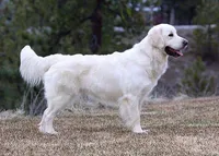 Abby AKC, a female English Cream Golden Retriever for sale in Cortland, NY – 4 of 5