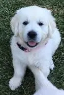 Honey AKC – English Cream Golden Retriever puppy for sale in Cortland, NY