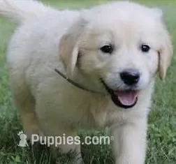 Moose AKC – English Cream Golden Retriever puppy for sale in Cortland, NY