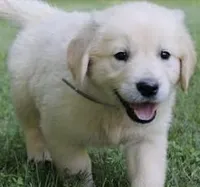 Moose AKC, a male English Cream Golden Retriever for sale in Cortland, NY – 1 of 5
