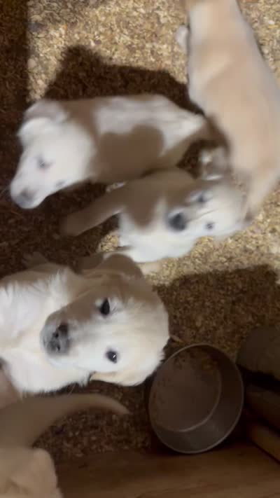 Abby AKC, a female English Cream Golden Retriever for sale in Cortland, NY – 7 of 7