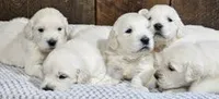 Abby AKC, a female English Cream Golden Retriever for sale in Cortland, NY – 2 of 5