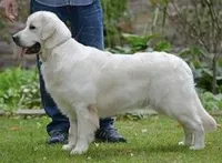 Bailey AKC, a male Golden Retriever for sale in Cortland, NY – Photo 3 of 6