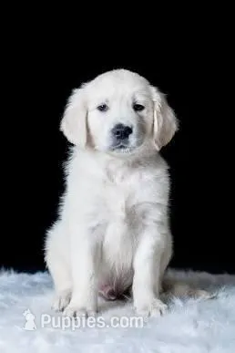 Bailey AKC – Golden Retriever puppy for sale in Cortland, NY