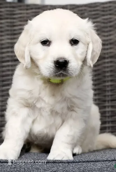 Honey AKC – English Cream Golden Retriever puppy for sale in Cortland, NY