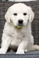 Honey AKC, a female English Cream Golden Retriever for sale in Cortland, NY – 1 of 6