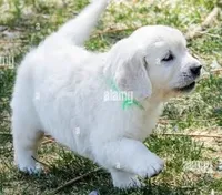 Moose AKC, a male English Cream Golden Retriever for sale in Cortland, NY – 2 of 5