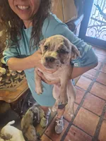 Rocky Rambo , a male French Bulldog and Maltese for sale in Houston, TX – 3 of 5