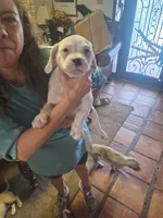 Rocky Rambo , a male French Bulldog and Maltese for sale in Houston, TX – 2 of 5