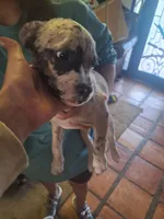 Rocky Rambo , a male French Bulldog and Maltese for sale in Houston, TX – 5 of 5