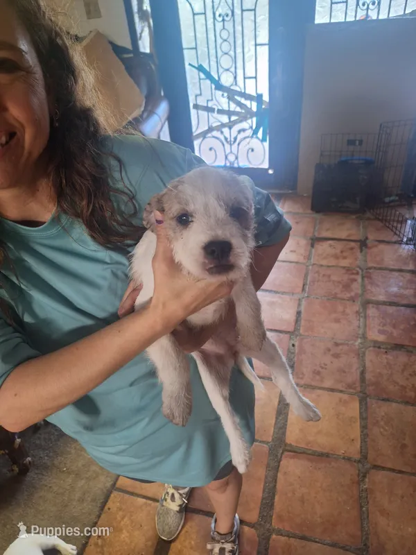 Rocky Rambo  – French Bulldog, Maltese puppy for sale in Houston, TX