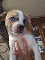 Rocky Rambo , a male French Bulldog and Maltese for sale in Houston, TX – 4 of 5