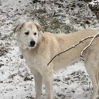 Timber, a female Alaskan Malamute and Great Pyrenees for sale in Roy, WA – 1 of 4