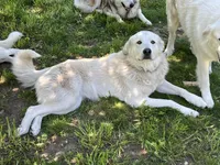 Timber, a female Alaskan Malamute and Great Pyrenees for sale in Roy, WA – 2 of 4