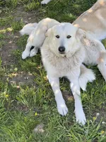 Timber, a female Alaskan Malamute and Great Pyrenees for sale in Roy, WA – 4 of 4