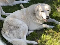 Timber, a female Alaskan Malamute and Great Pyrenees for sale in Roy, WA – 3 of 4