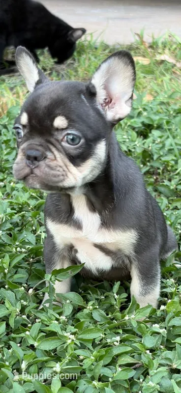 Frankie, a male French Bulldog for sale in Hialeah, FL – Photo 1 of 7