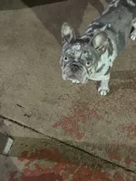 Frankie, a male French Bulldog for sale in Hialeah, FL – Photo 6 of 7