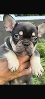 Frankie, a male French Bulldog for sale in Hialeah, FL – Photo 2 of 7
