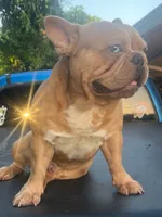 Frankie, a male French Bulldog for sale in Hialeah, FL – Photo 3 of 7