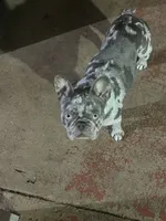 Blue, a male French Bulldog for sale in Hialeah, FL – Photo 7 of 7