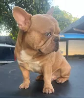 Blue, a male French Bulldog for sale in Hialeah, FL – Photo 3 of 7