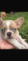 Blue, a male French Bulldog for sale in Hialeah, FL – Photo 1 of 7