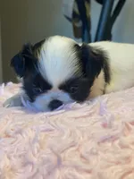 Bubbles, a female Shih Tzu for sale in Kalamazoo, MI – 7 of 10
