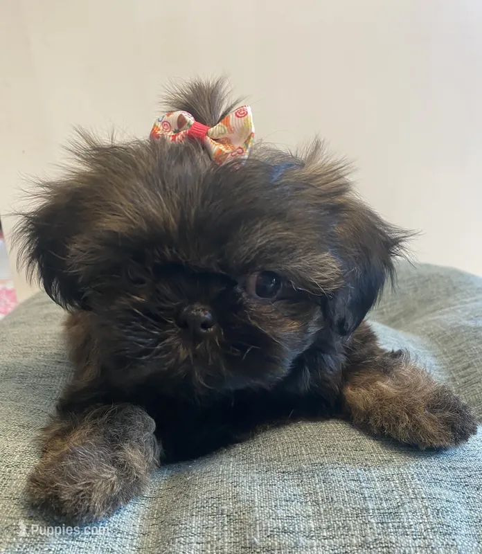Snickers – Shih Tzu puppy for sale in Kalamazoo, MI