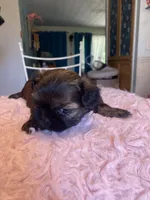 Snickers, a female Shih Tzu for sale in Kalamazoo, MI – 4 of 7