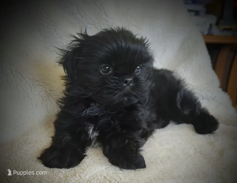 Truman – Shih Tzu puppy for sale in Kalamazoo, MI