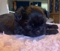 Truman, a male Shih Tzu for sale in Kalamazoo, MI – 3 of 6