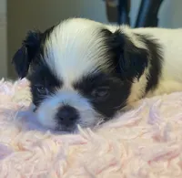 Bubbles, a female Shih Tzu for sale in Kalamazoo, MI – 2 of 10