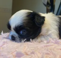 Bubbles, a female Shih Tzu for sale in Kalamazoo, MI – 3 of 10