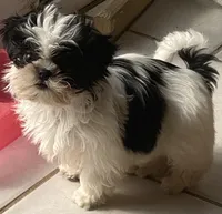 Boo, a female Shih Tzu for sale in Kalamazoo, MI – Photo 4 of 4