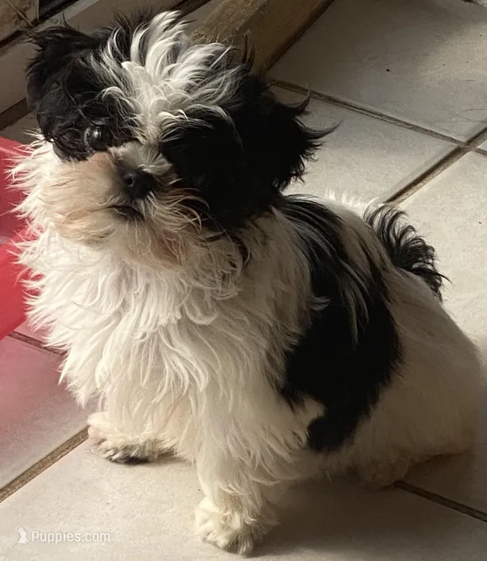 Betty Boop, a female Shih Tzu for sale in Kalamazoo, MI – Photo 1 of 4