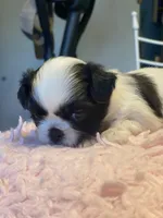 Bubbles, a female Shih Tzu for sale in Kalamazoo, MI – 4 of 10
