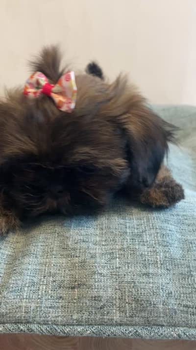 Snickers, a female Shih Tzu for sale in Kalamazoo, MI – 2 of 2