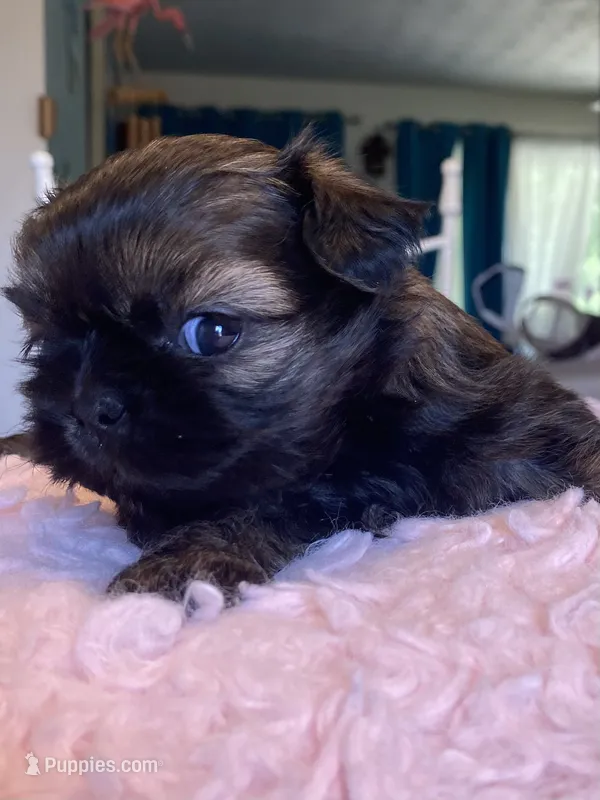 Snickers – Shih Tzu puppy for sale in Kalamazoo, MI