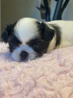 Bubbles, a female Shih Tzu for sale in Kalamazoo, MI – 10 of 10
