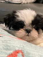 Zeva, a female Shih Tzu for sale in Kalamazoo, MI – Photo 2 of 4