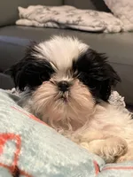 Zeva, a female Shih Tzu for sale in Kalamazoo, MI – Photo 1 of 4