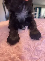 Truman, a male Shih Tzu for sale in Kalamazoo, MI – 6 of 6