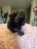 Snickers, a female Shih Tzu for sale in Kalamazoo, MI – 5 of 7