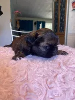 Snickers, a female Shih Tzu for sale in Kalamazoo, MI – 7 of 7