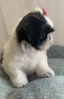 Bubbles, a female Shih Tzu for sale in Kalamazoo, MI – 2 of 3