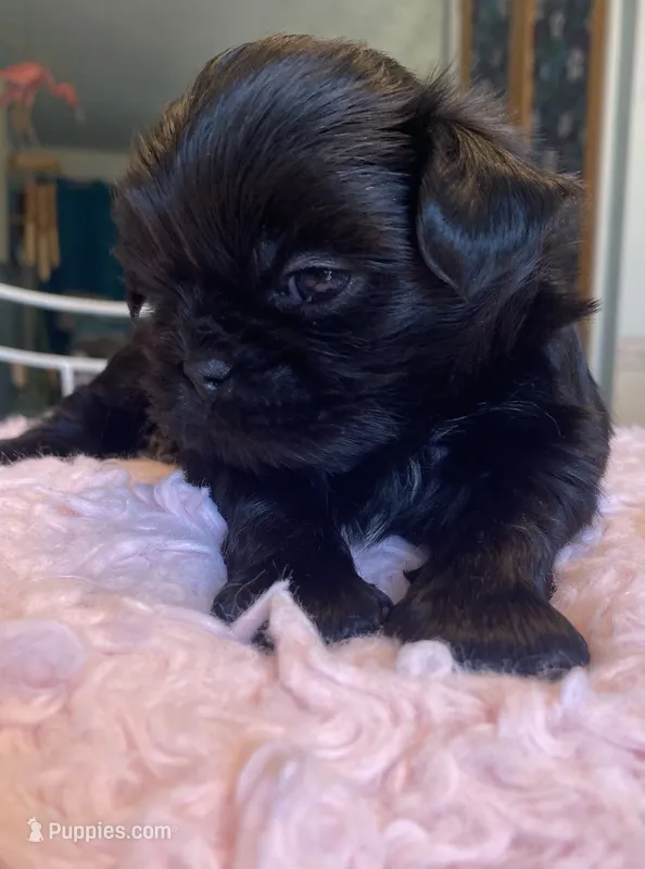 Truman – Shih Tzu puppy for sale in Kalamazoo, MI