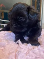 Truman, a male Shih Tzu for sale in Kalamazoo, MI – 4 of 6