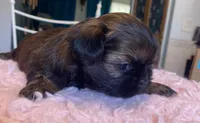 Snickers, a female Shih Tzu for sale in Kalamazoo, MI – 3 of 7